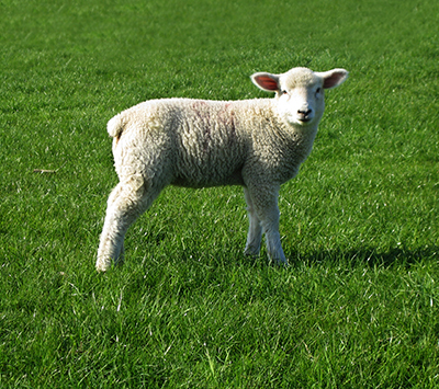 Lamm auf grüner Wiese