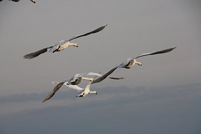 Fehmarn Schwäne in der Luft