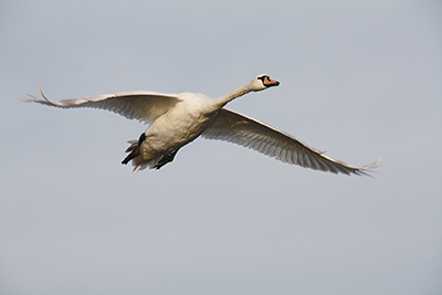 Fehmarn Schwan in der Luft