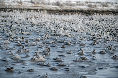 Foto 2021-01-nationalpark-nordsee