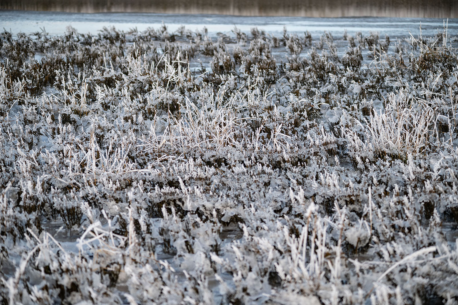 Foto2021-01-nationalpark-nordsee